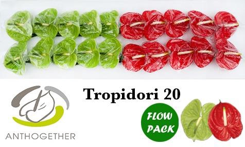 <h4>Anthurium Tropidori</h4>
