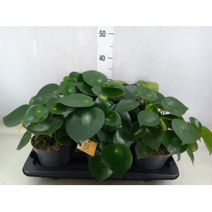 Pilea peperomoides
