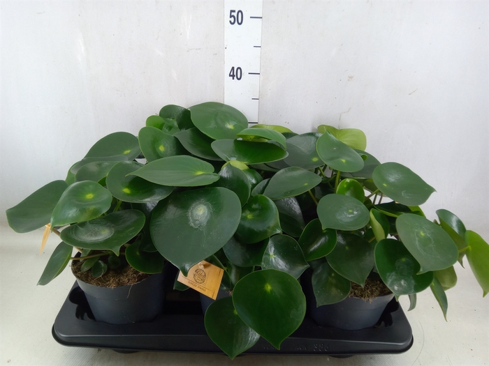 <h4>Pilea peperomoides</h4>