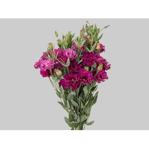 LISIANTHUS ARENA III RED 070 CM MIN 500 GRAMAS VERMELHO