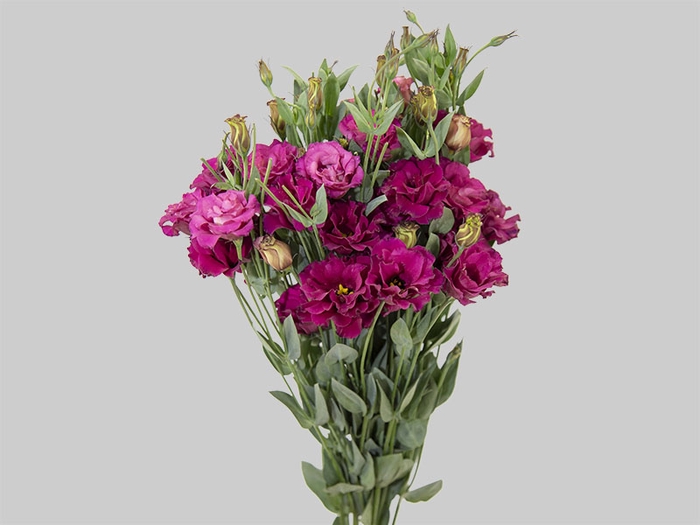 <h4>LISIANTHUS ARENA III RED 070 CM MIN 500 GRAMAS VERMELHO</h4>