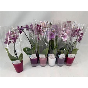 Phal Mini 1 Branche 7+ Decopot