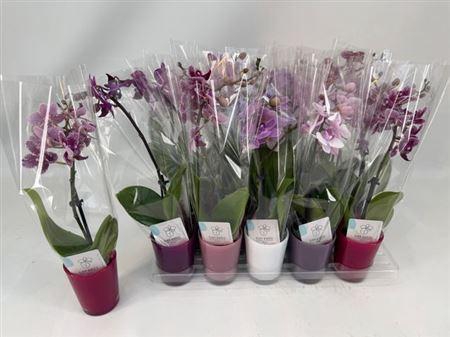 Phal Mini Mix 1 Tak Keramiek