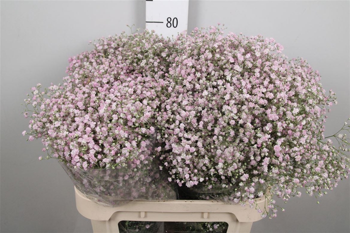 <h4>Gyps Pa My Pink</h4>