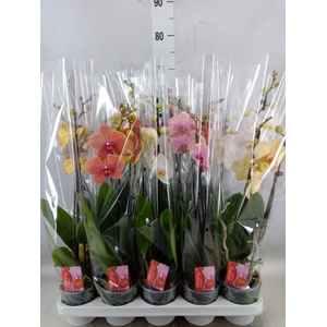 Phalaenopsis   ...mix  7