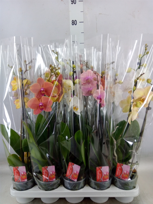 <h4>Phalaenopsis   ...mix  7</h4>