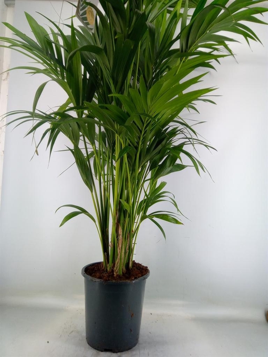 <h4>Howea forsteriana</h4>