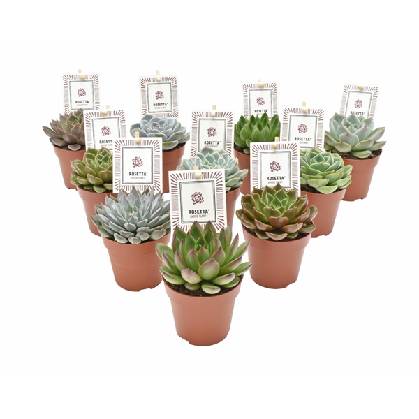 <h4>Echeveria ROSETTA® mix</h4>