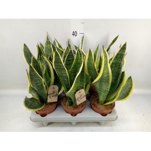 Sansevieria trifa. 'Futura Superba'