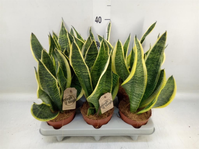 <h4>Sansevieria trifa. 'Futura Superba'</h4>