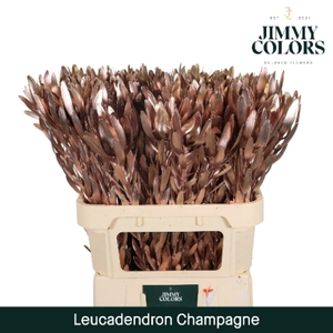 Leucadendron gekleurd Mtlc. Champagne