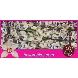 Cymb T Ivory 80 Cm