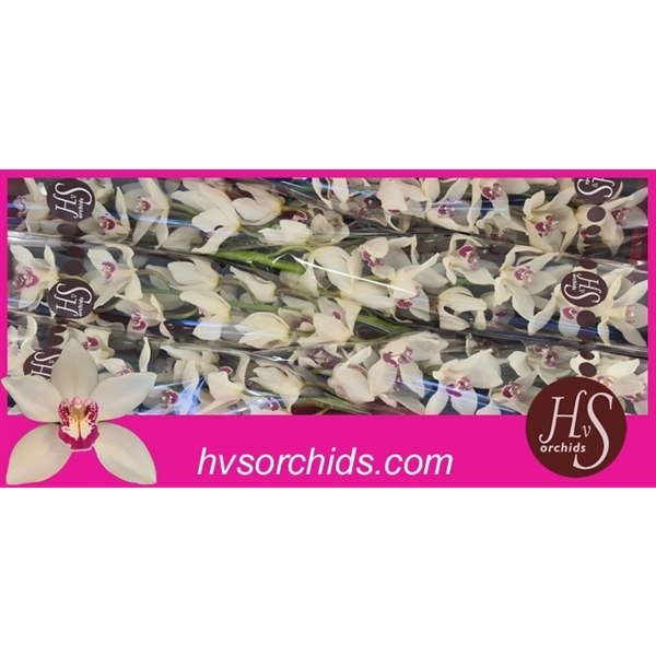 <h4>Cymb T Ivory 80 Cm</h4>