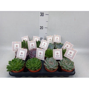 Echeveria  'Rosetta'   ...mix