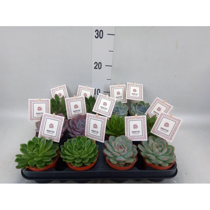 <h4>Echeveria  'Rosetta'   ...mix</h4>