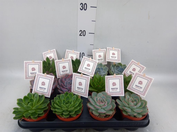 <h4>Echeveria  'Rosetta'   ...mix</h4>