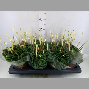 Peperomia caperata 'Lilian'
