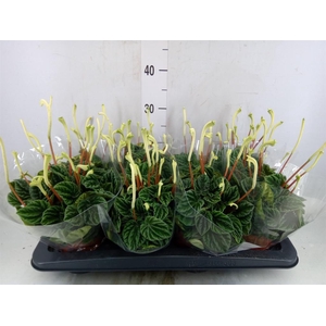 Peperomia caperata 'Lilian'