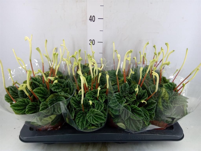 <h4>Peperomia caperata 'Lilian'</h4>