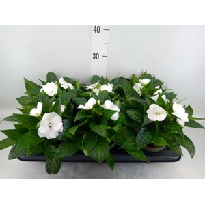 Impatiens NG 'Tamarinda White'