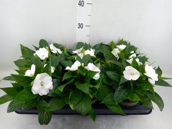 <h4>Impatiens NG 'Tamarinda White'</h4>