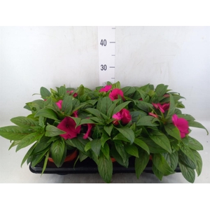 Impatiens NG 'ColPow Purple Blue'