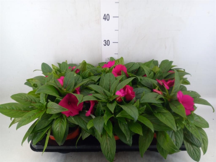 <h4>Impatiens NG 'ColPow Purple Blue'</h4>