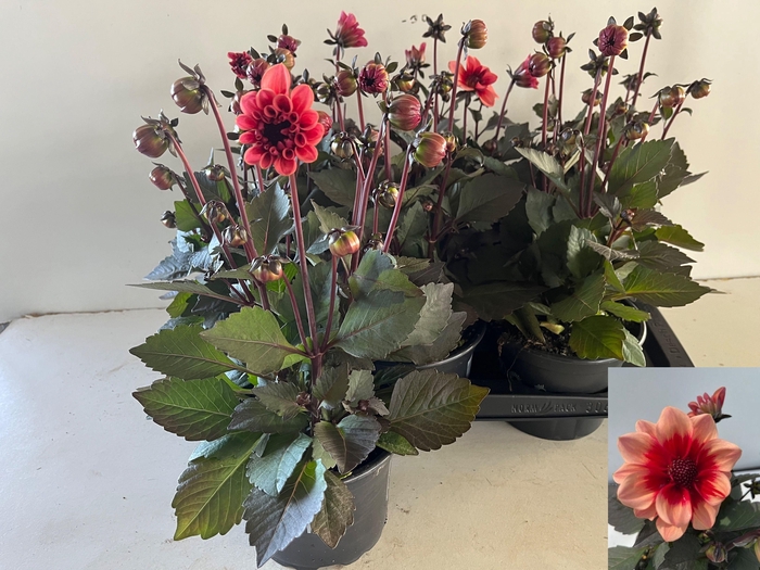 <h4>DAHL REVEL SALM BIC</h4>