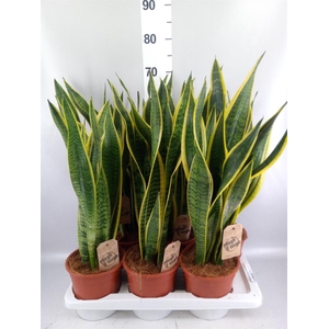 Sansevieria trifa. 'Laurentii'