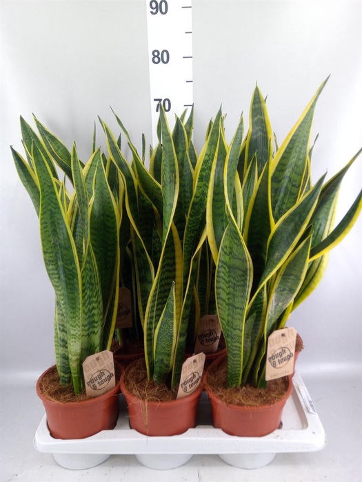 <h4>Sansevieria trifa. 'Laurentii'</h4>