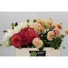 Dahlia Gemengd in fust