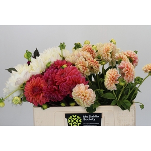 Dahlia Gemengd in fust