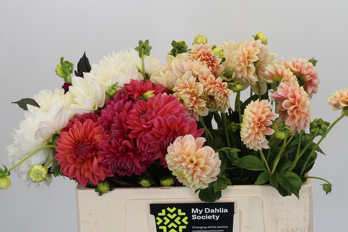 <h4>Dahlia Gemengd in fust</h4>