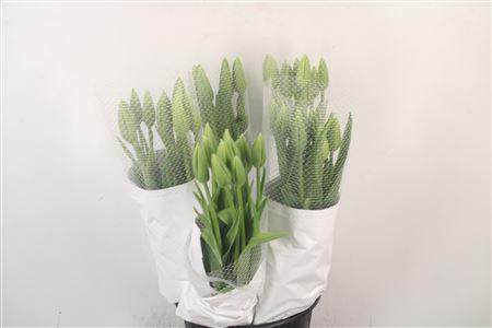 <h4>Tu Fr En Maureen</h4>