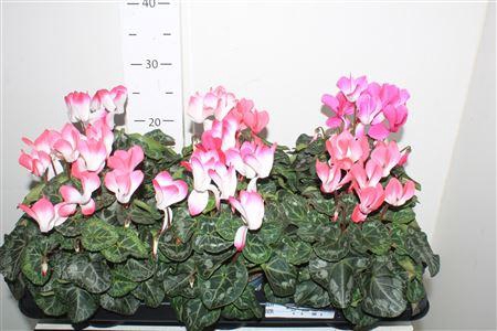 <h4>Cycl Md Indiaka Gem</h4>