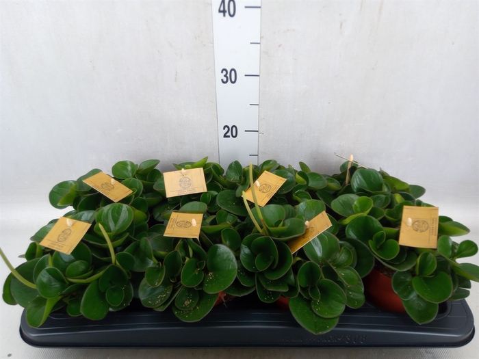 <h4>Peperomia obt. 'Obtipan'</h4>