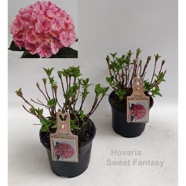 <h4>Hydrangea Hovaria Sweet Fantasy Garden 19cm</h4>