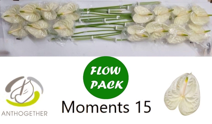 <h4>Anthurium andr. 'Moments'</h4>