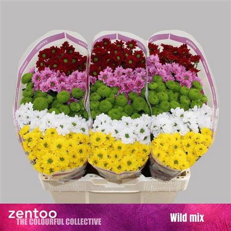 <h4>Chr S Gem Wild Mix</h4>