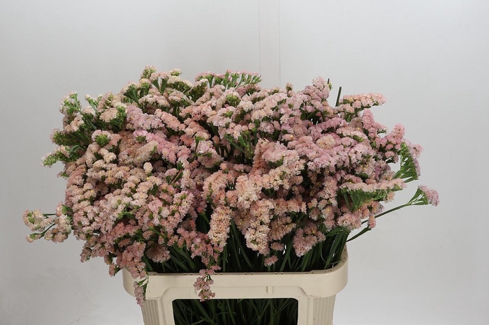 <h4>Limonium sinuatum Lucia Apricot</h4>