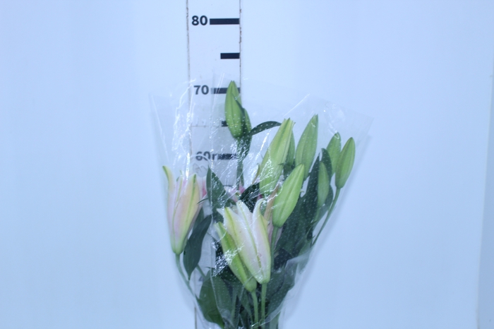 LIRIO SORBONNE 070 CM HA 3/5 FLS