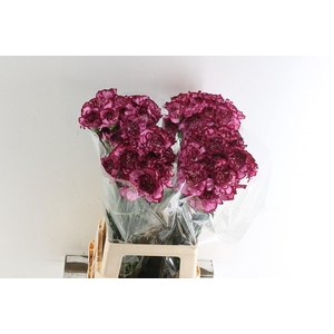 Di St Bacarat Purple