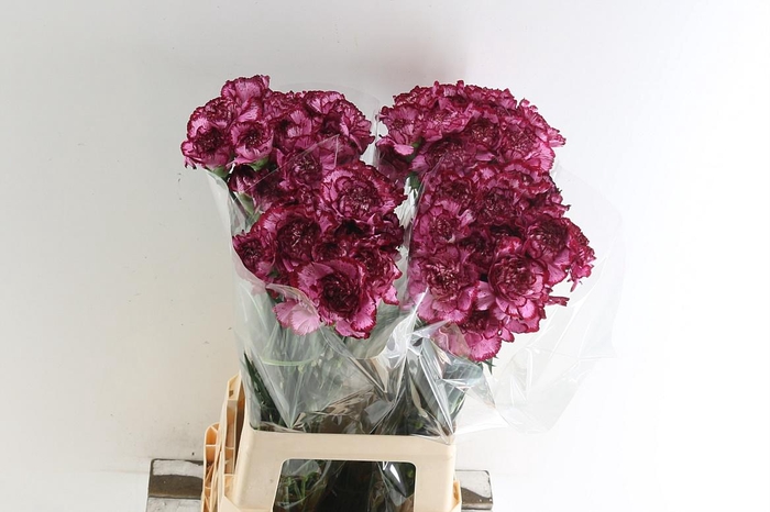 <h4>Di St Bacarat Purple</h4>