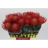 Nutans Ayoba Red