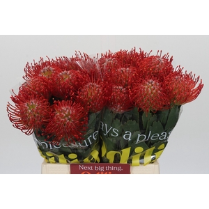 Nutans Ayoba Red