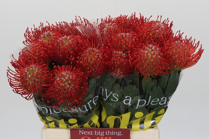 <h4>Nutans Ayoba Red</h4>