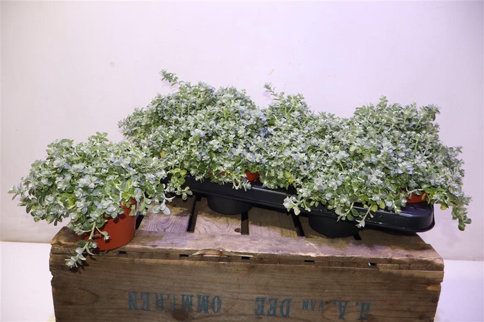 <h4>Helich Silver Mist</h4>