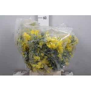 Mimosa Denis Boden Flowering Bag