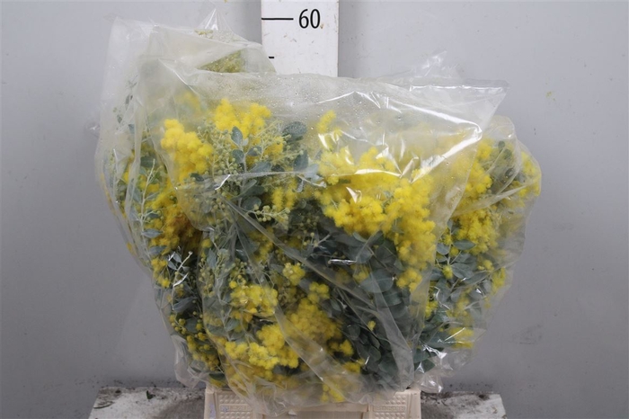 <h4>Mimosa Denis Boden Flowering Bag</h4>