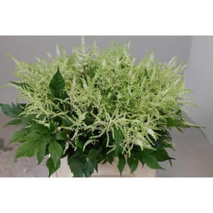 Astilbe Washington
